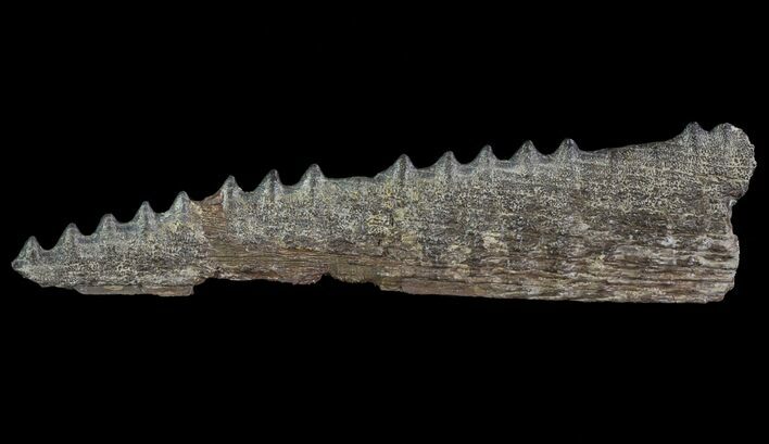 Cretaceous Swordfish (Protosphyraena) Pectoral Fin - Kansas #64318